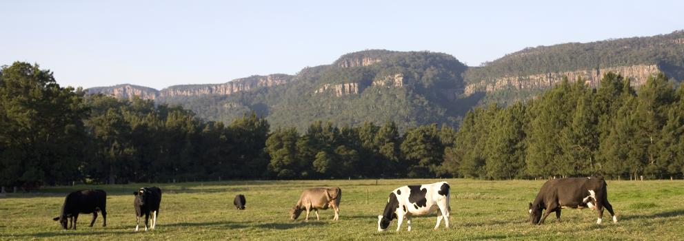 Kangaroo Valley Getaways Accommodation